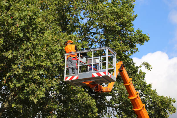 Best Commercial Tree Services  in Salida Del Sol Estates, TX