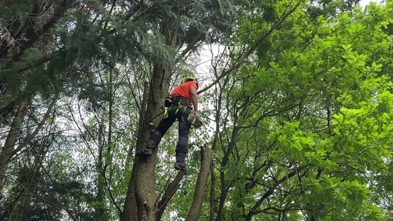 Best Emergency Tree Removal  in Salida Del Sol Estates, TX