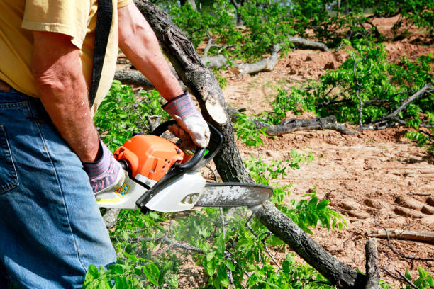 Soil Testing and Treatment in Salida Del Sol Estates, TX